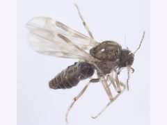 Culicoides