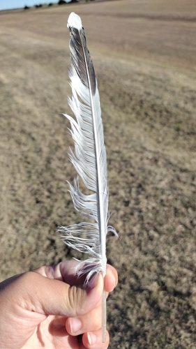 Plume de Mouette de Franklin