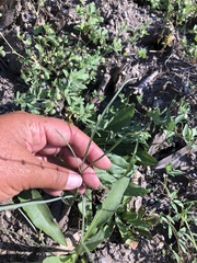 Perideridia parishii