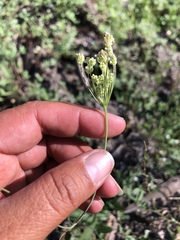 Perideridia parishii