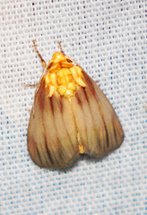 Eulithosia plesioglauca