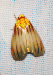 Eulithosia plesioglauca