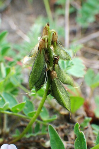 Alpine Milkvetch