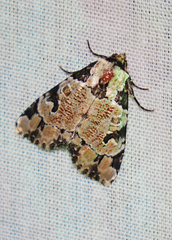 Stibaera thyatiroides