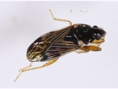 Paramyocara iridescens