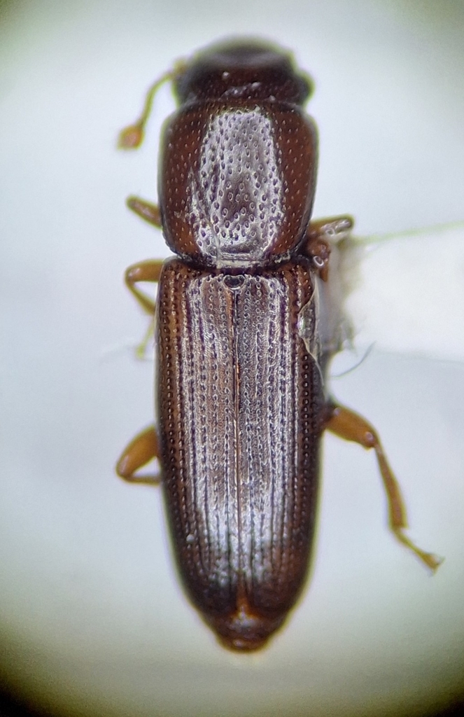 Rhizophagus sculpturatus