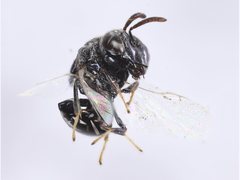 Perilampidae