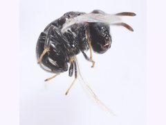 Perilampidae