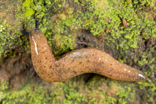 Pallifera