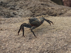 Grapsus grapsus