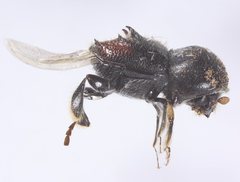 Eccoptopterus spinosus