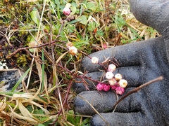 Gaultheria macrostigma