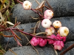 Gaultheria macrostigma