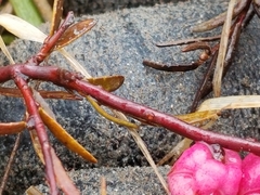 Gaultheria macrostigma