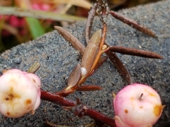 Gaultheria macrostigma