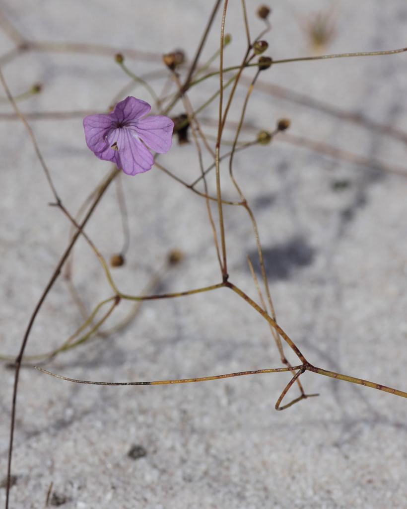 Philcoxia minensis