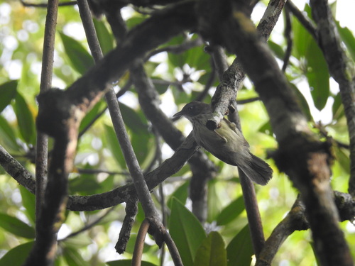 Bold-striped Tit-Babbler (Mixornis bornensis), photo 7