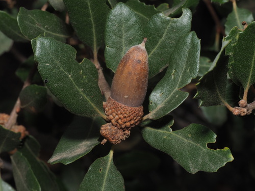 Quercus berberidifolia x cornelius-mulleri