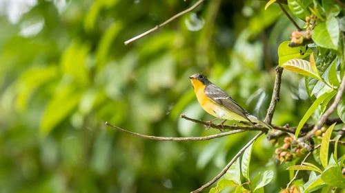 Mugimaki Flycatcher (Ficedula mugimaki), photo 10
