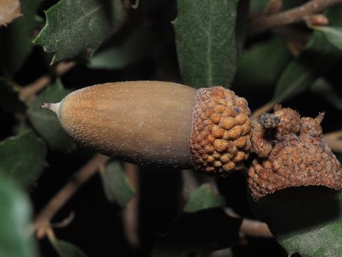 Quercus berberidifolia x cornelius-mulleri
