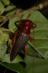 Phlebogryllacris venosa