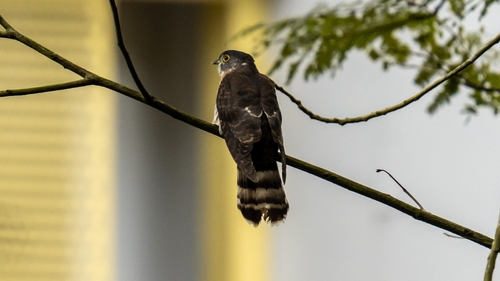 hodgson's hawk-cuckoo (Hierococcyx nisicolor)