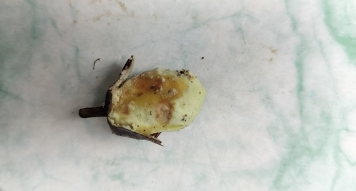 Maesopsis eminii