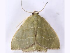 Hemithea doddi