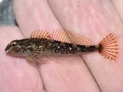 Saddleback Sculpin photo 3