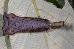 Pseudacanthops huaoranianus