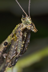 Pseudacanthops huaoranianus