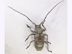 Menyllus maculicornis