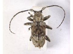 Menyllus maculicornis