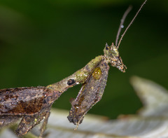 Pseudacanthops huaoranianus