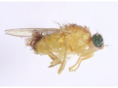 Chyromyidae
