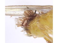 Chyromyidae