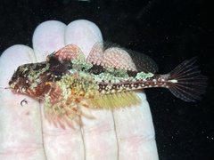 Snubnose Sculpin photo 2