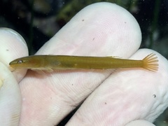 Kelp Clingfish photo 3
