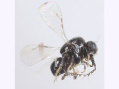 Ceraphronoidea