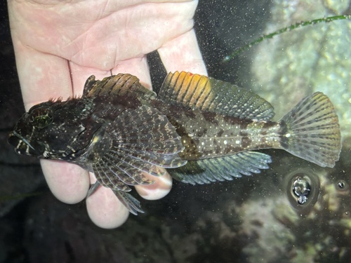 Woolly Sculpin