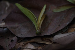 Dipterocarpaceae
