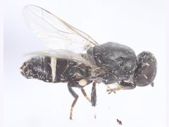 Scenopinidae