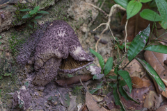 Coniolepiota spongodes