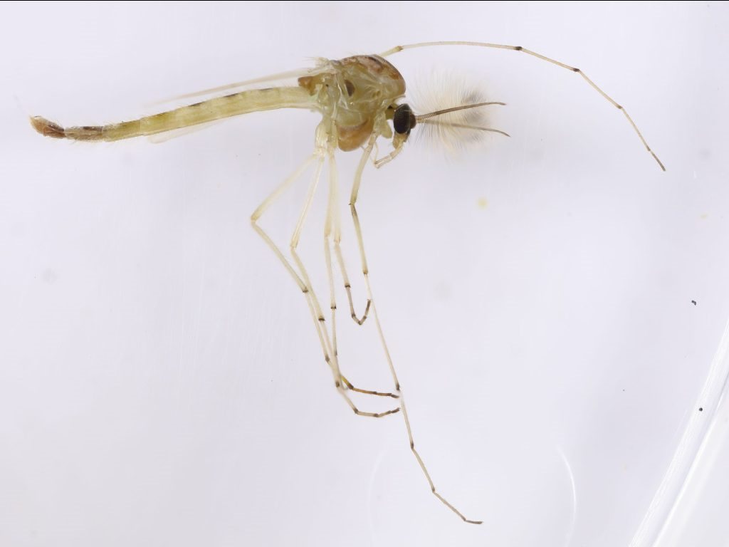 Chironomus circumdatus