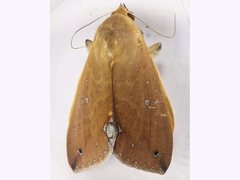 Ophiusa discriminans