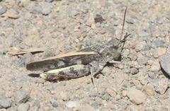 Cratypedes neglectus