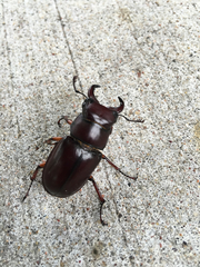 Lucanus capreolus
