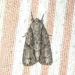 Acronicta connecta