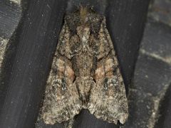 Oligia tusa