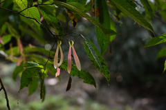 Dipterocarpaceae